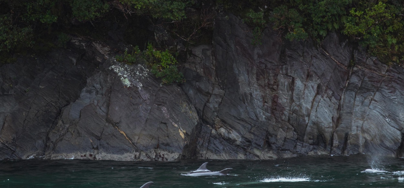 Dolphins spotted in the fiord during the cruise