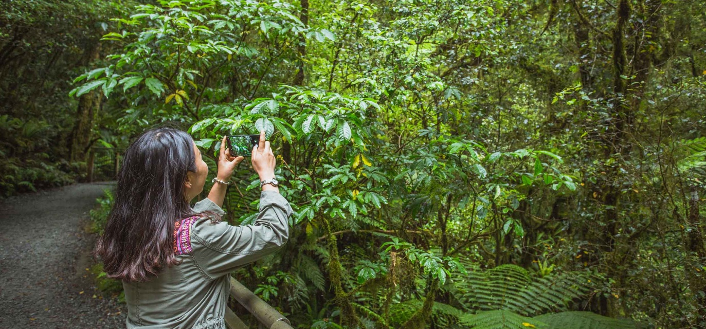 Taking photos of the stunning rainforest on the Milford Road