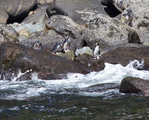 Fiordland Crested Penguins splashing on the rocks 