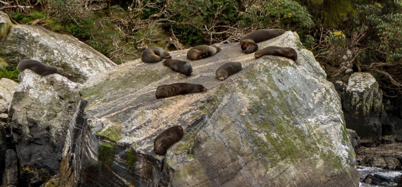 Pure Milford Seal Rock