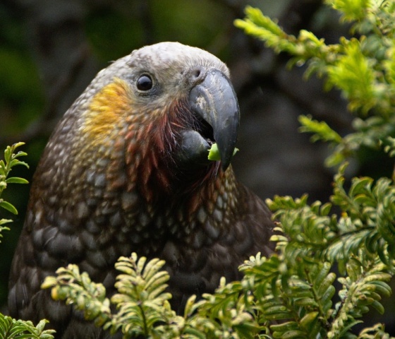 Kea in the forest