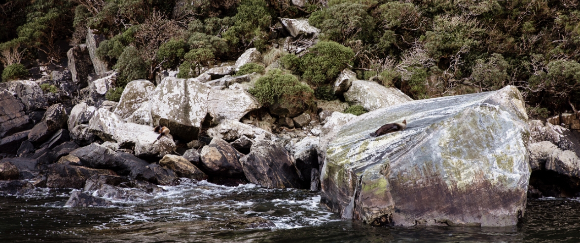 Seals basking on Seal Rock 