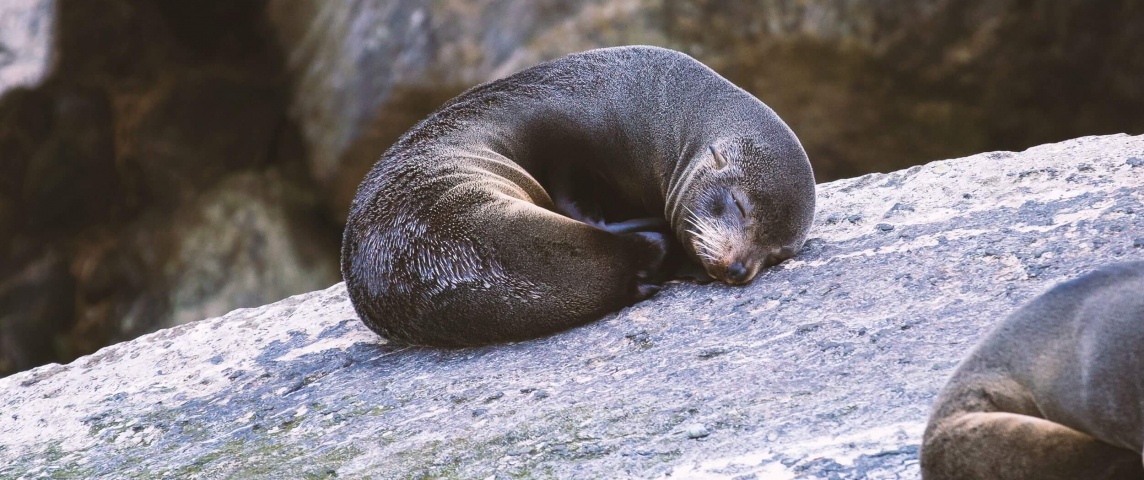 Seal snoozing on Seal Rock