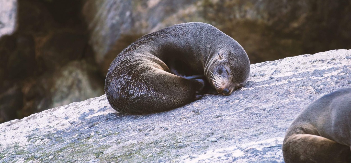 Seal snoozing on Seal Rock