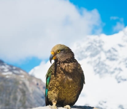 Magnificent kea